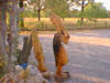 pelicam1